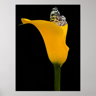 vlinder in gele lelie op zwart poster