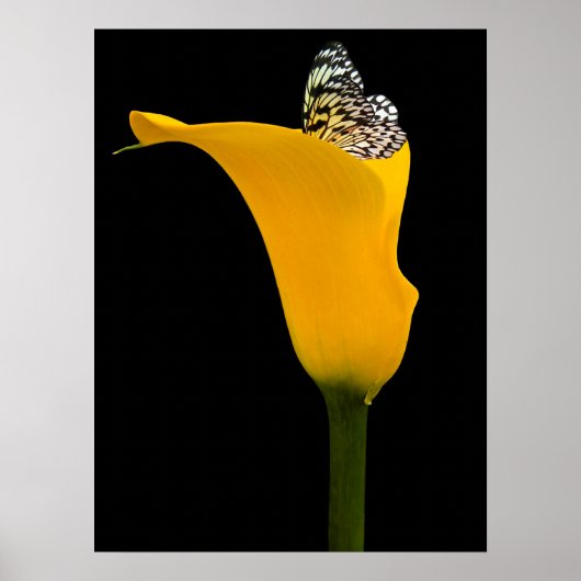 vlinder in gele lelie op zwart poster (Voorkant)