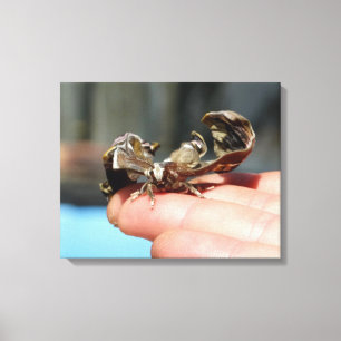 Vlinder insectenliefhebbers foto enkele print