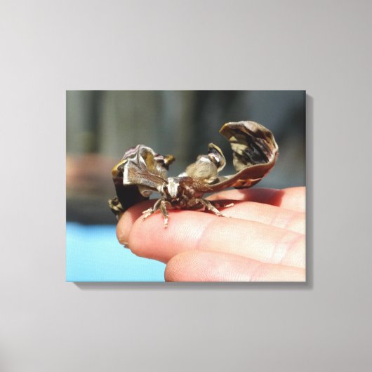 Vlinder insectenliefhebbers foto enkele print (Voorkant)