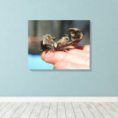 Vlinder insectenliefhebbers foto enkele print (Insitu (Houten vloer))