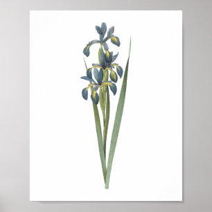 vlinder (Iris spuria) van Redouté Poster