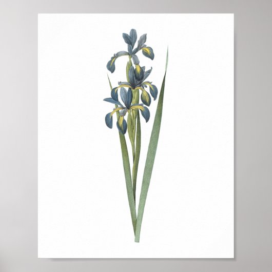 vlinder (Iris spuria) van Redouté Poster (Voorkant)