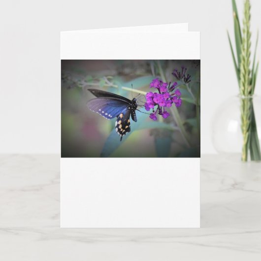 Vlinder, kaart (Voorkant)