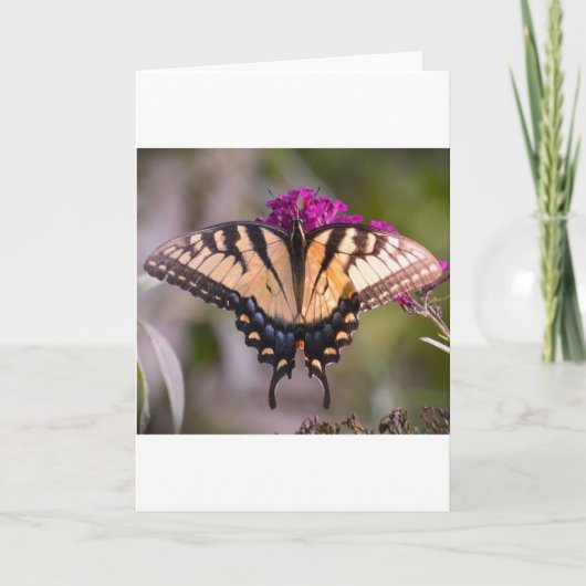 Vlinder, kaart (Voorkant)