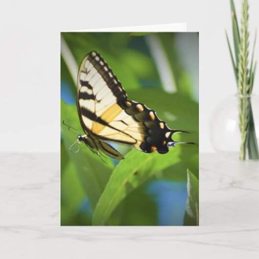 Vlinder, kaart (Voorkant)