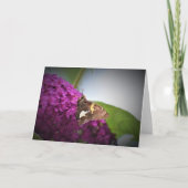 Vlinder, kaart (Voorkant)