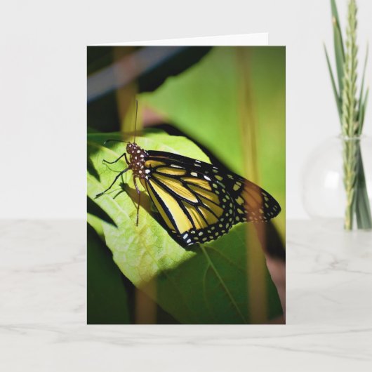 Vlinder, kaart (Voorkant)