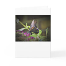 Vlinder, kaart