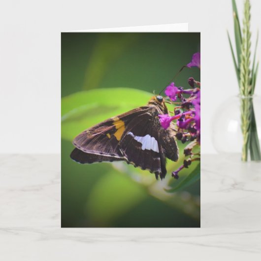 Vlinder, kaart (Voorkant)