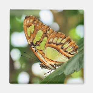 Vlinder Kijken Natuur Fotografie Magneet