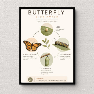 Vlinder Levenscyclus Educatieve Wetenschap Poster