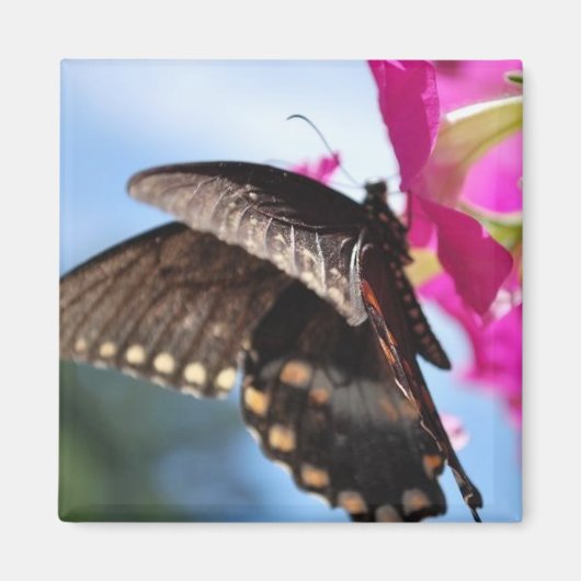 vlinder magneet (Voorkant)