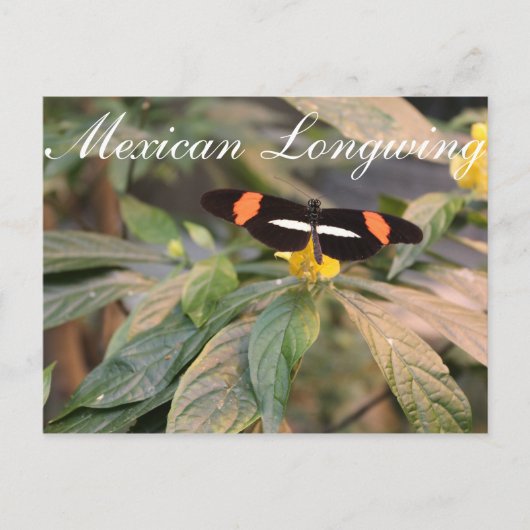 Vlinder Mexicaanse Longwing # 1 Briefkaart (Voorkant)