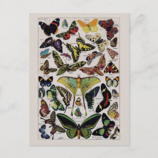 vlinder mot kunst briefkaart