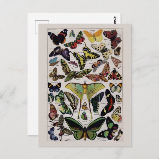  vlinder mot kunst briefkaart (Voorkant / Achterkant)