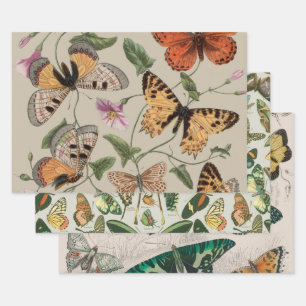 Vlinder Mot Natuur Collectie Tekening Inpakpapier Vel