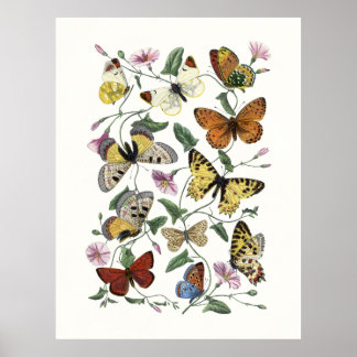 Vlinder & Mot Vintage Print, Paul Gervais 1842 Poster