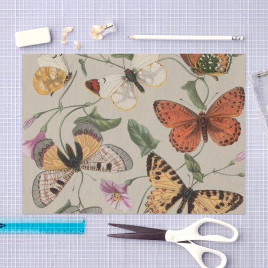 Vlinder Moth Natuur Collectie Tekening Tissuepapier (Craft)