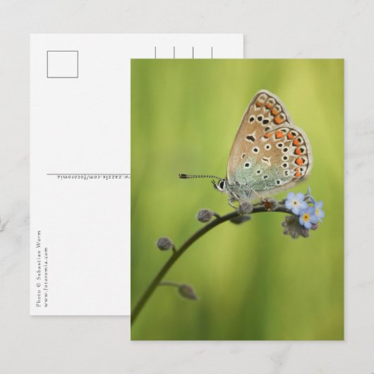 Vlinder Natuur Foto Briefkaart (Voorkant / Achterkant)