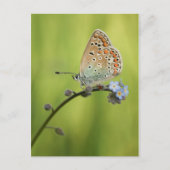 Vlinder Natuur Foto Briefkaart (Voorkant)