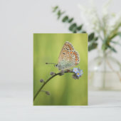Vlinder Natuur Foto Briefkaart (Staand voorkant)
