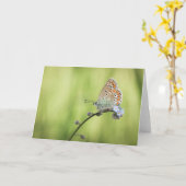 Vlinder Natuur Foto Kaart (Gele Bloem)