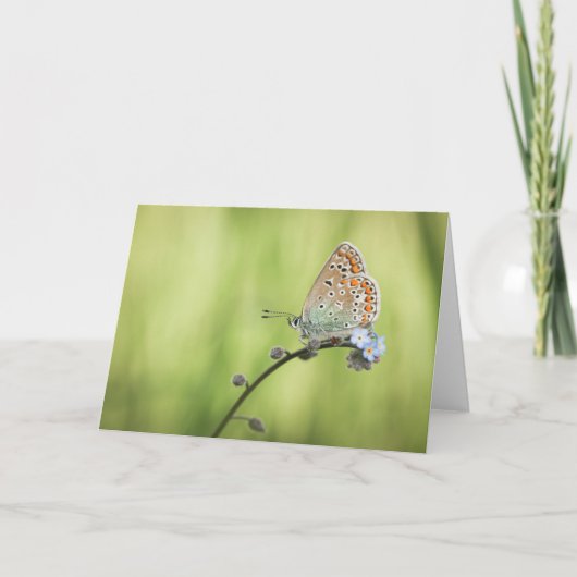 Vlinder Natuur Foto Kaart (Voorkant)