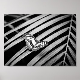 Vlinder Natuur Insecten Zwart en Wit Poster