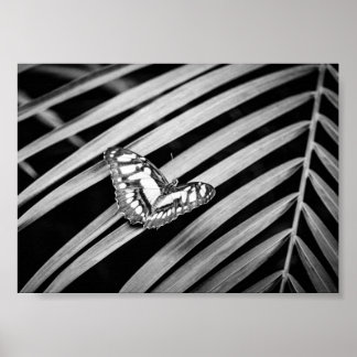 Vlinder Natuur Insecten Zwart en Wit Poster