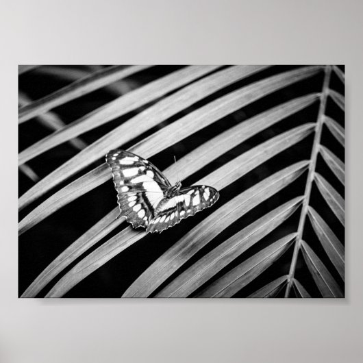 Vlinder Natuur Insecten Zwart en Wit Poster (Voorkant)