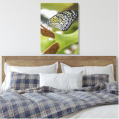 Vlinder omhoog dicht canvas afdrukken (Insitu (Slaapkamer))