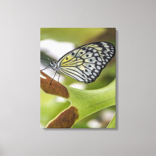 Vlinder omhoog dicht canvas afdrukken (Voorkant)