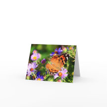 Vlinder op Aster bloemen briefkaart/wenskaart