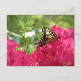Vlinder op Azalea Natuur Bloemkaart Briefkaart