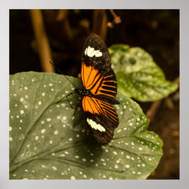 Vlinder op blad poster