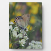 Vlinder op bloem fotoplaat (voorkant)