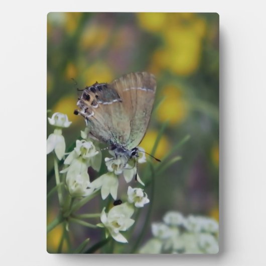 Vlinder op bloem fotoplaat (voorkant)