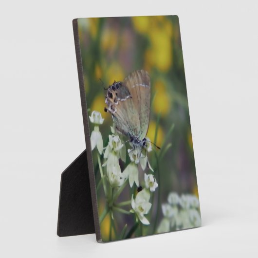 Vlinder op bloem fotoplaat (Zijkant)