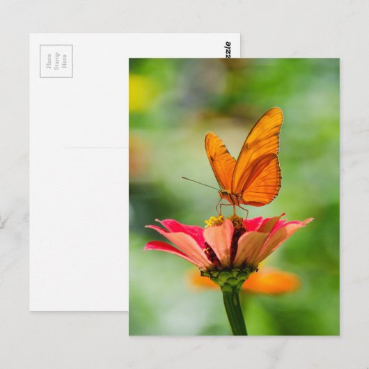 Vlinder op een Bloem Briefkaart (Voorkant / Achterkant)