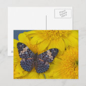 Vlinder op een Gele Bloem Briefkaart (Voorkant / Achterkant)