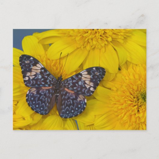 Vlinder op een Gele Bloem Briefkaart (Voorkant)