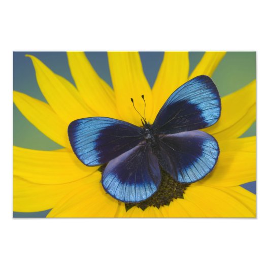 Vlinder op een Gele Bloem Foto Afdruk (Voorkant)