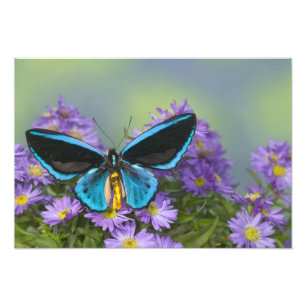 Vlinder op een Gele Bloem Foto Afdruk