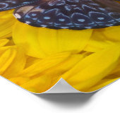 Vlinder op een Gele Bloem Poster (Hoek)