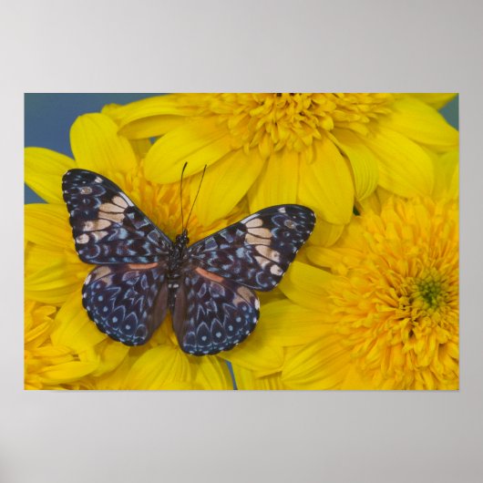 Vlinder op een Gele Bloem Poster (Voorkant)