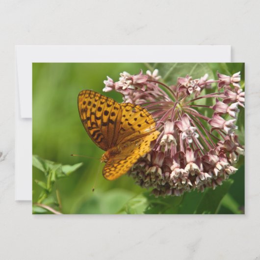 Vlinder op een kroos - plat Wenskaart Kaart (Voorkant)