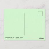 Vlinder op een Vloeiend Briefkaart (Achterkant)