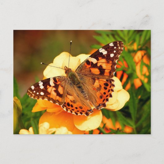 Vlinder op Gele Bloemen Ansichtkaart Briefkaart (Voorkant)