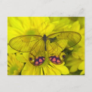 Vlinder op Gele Bloemen Briefkaart
